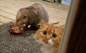 Esta zarigüeya le robó su comida a un gato, y su reacción mejora tras cada foto