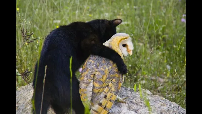 Owl’s Unusually Close Friendship With A Cat Has Animal Researchers Scratching Their Heads