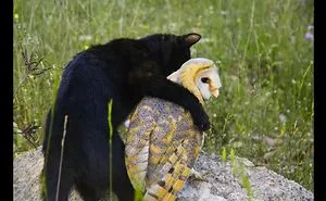 Owl’s Unusually Close Friendship With A Cat Has Animal Researchers Scratching Their Heads