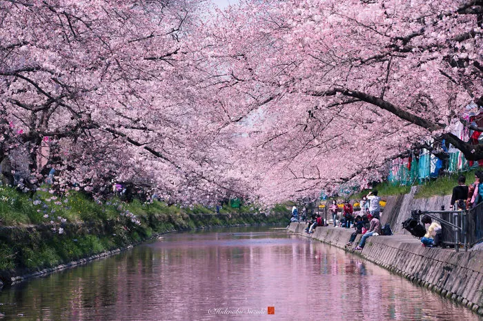 Beauty Of Blooming Sakuras Captured In Gorgeous Pictures