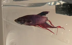 Woman Buys Fish Rotting Away At Walmart, Can't Believe Her Eyes 4 Weeks Later