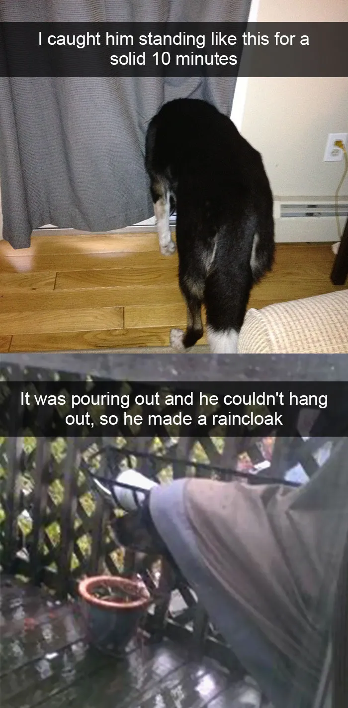 228 Funny And Cute Dog Snapchats That Will Make Your Day (New Pics)