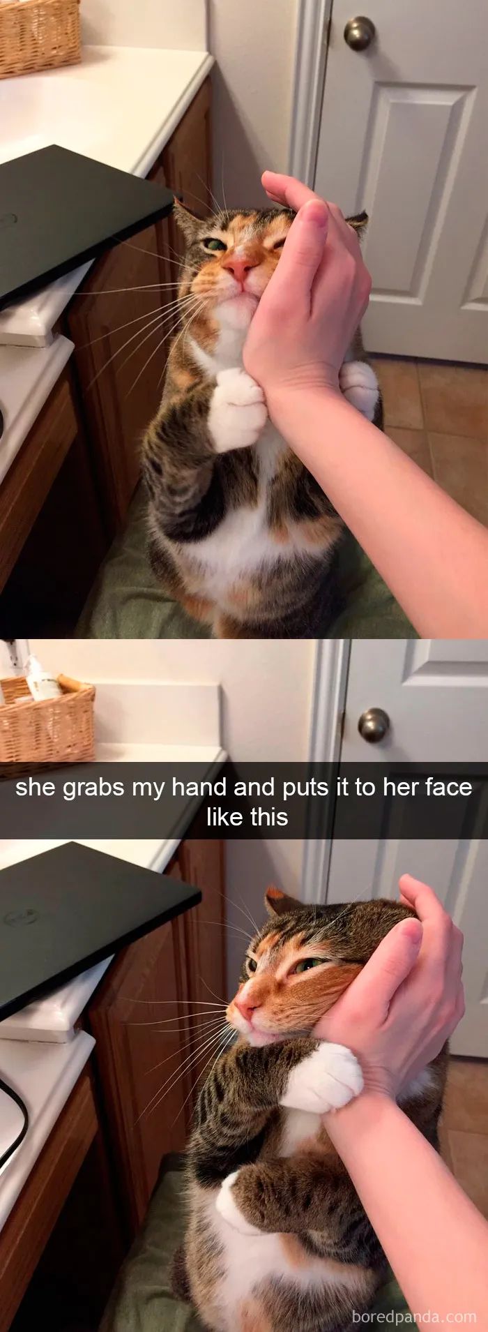 159 Hilarious Cat Snapchats That Will Leave You With The Biggest Smile (New Pics)
