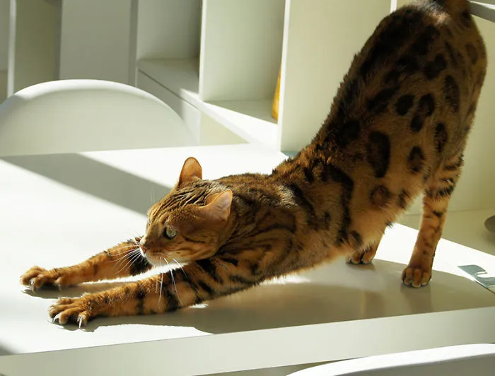 People Are Posting Pics Of Their Cats Stretching, And It’s Hilarious (198 Pics)