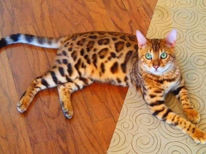 Cute Cat