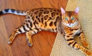 Cute Cat