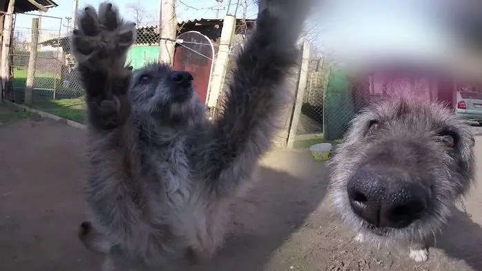 This Video Proves That A Dog Feels And Need All The Love In The World