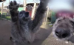 This Video Proves That A Dog Feels And Need All The Love In The World