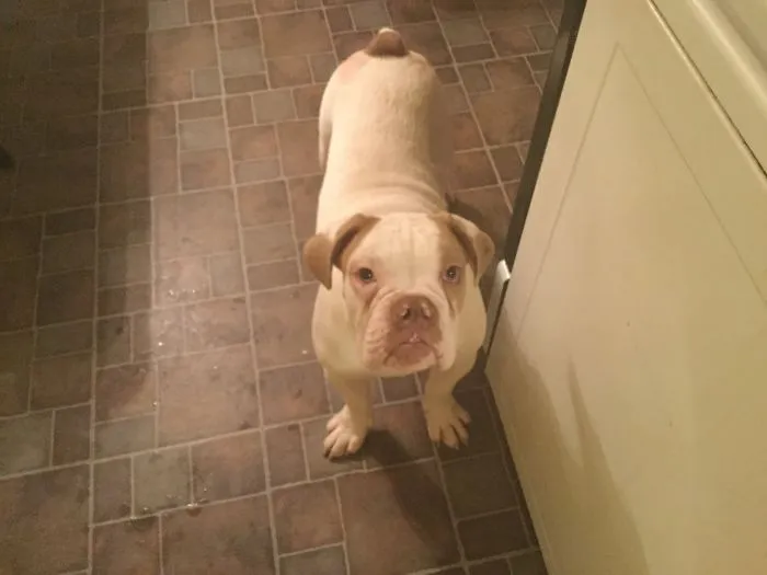 Olde English Bulldogge, Less Than A Year Old, Simba