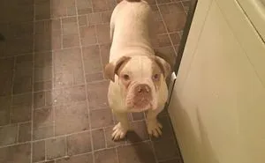 Hey, Pandas! Share The Cutest Pic Of Your Doggo When It Was Still A Pupper