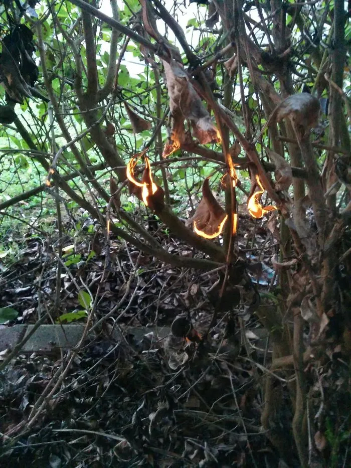 El sol da de lleno en estas hojas secas y parece que se han prendido fuego