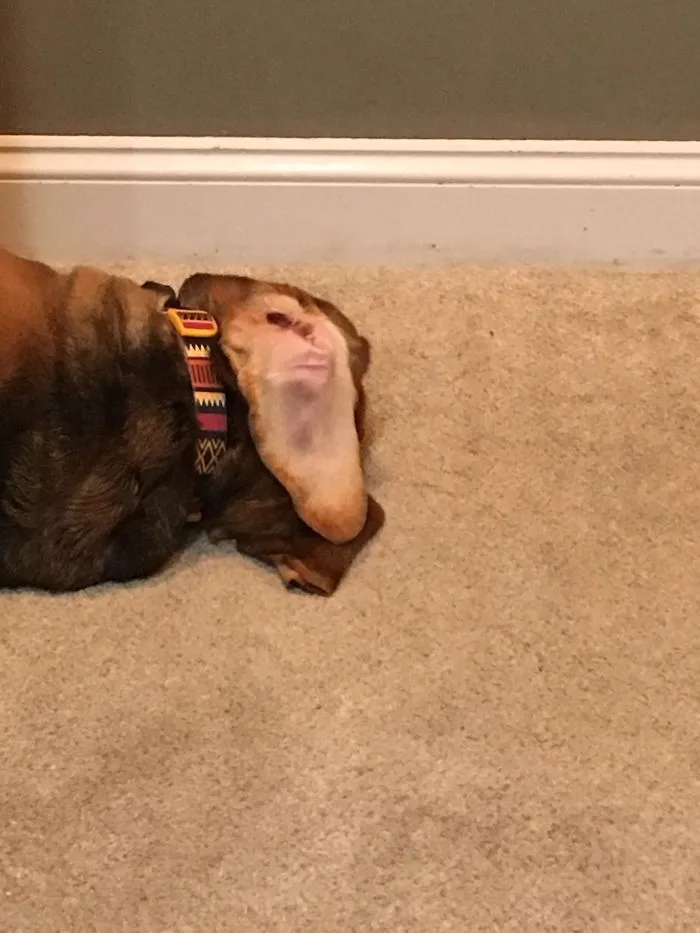 La oreja torcida de mi perro parece la cara de un babuino