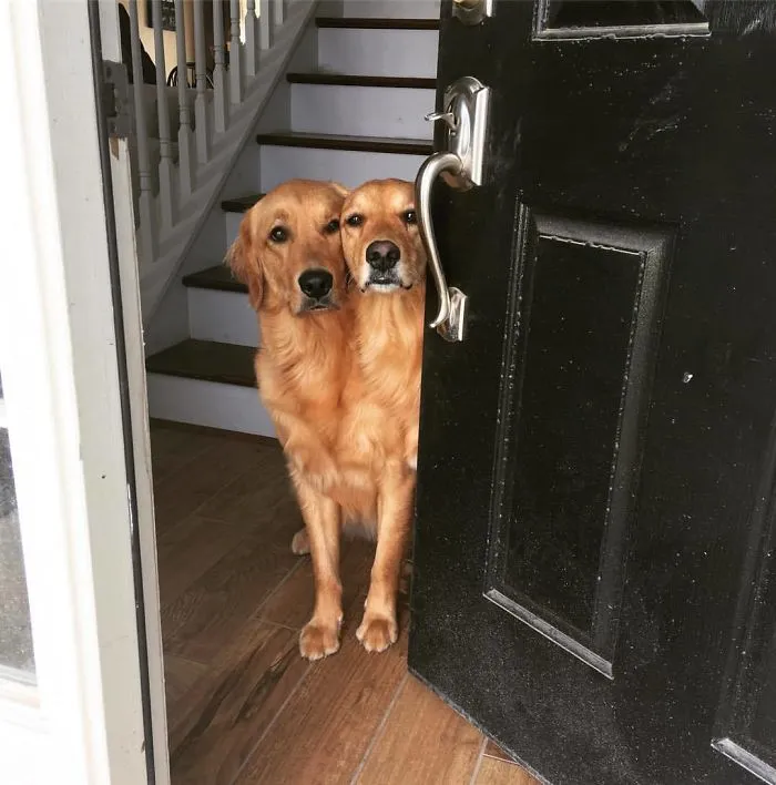 Parece que mis perros se han fusionado
