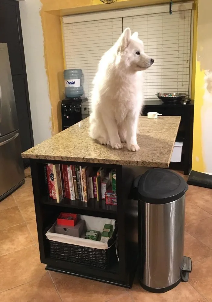Sooo, This Just Happened. Turned My Back, And Heard The Skittering Of Claws On Granite. As It Turns Out, Nowhere Is Safe From My Samoyed Who Thinks She's A Mountain Goat