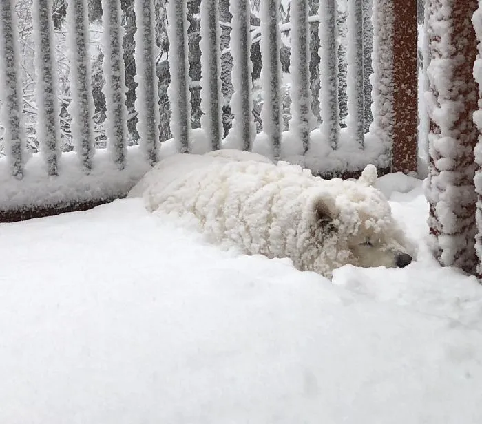 My Samoyed In Her Natural Habitat