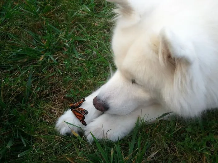 A Picture My Mom Took Of Our Samoyed. His Name Is Bear And He's Just A Gentle Giant
