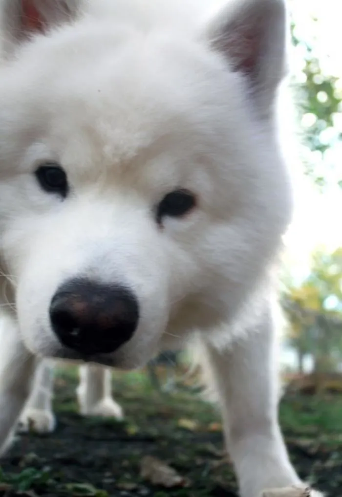 For My Cake Day, I Present You My Favorite Picture I've Taken Of My Samoyed