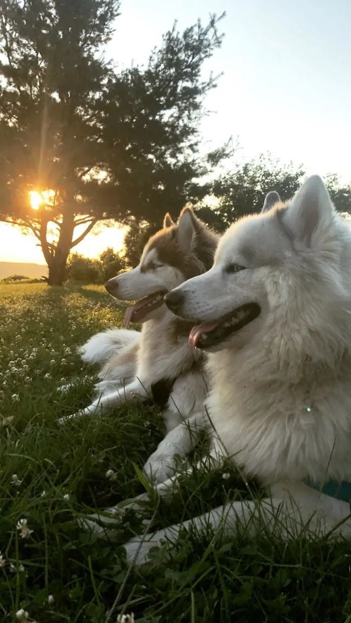 Best Picture I've Ever Taken Of My Dogs