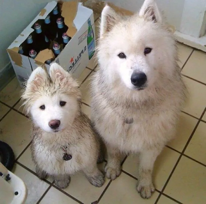 Fresh From The Playground
