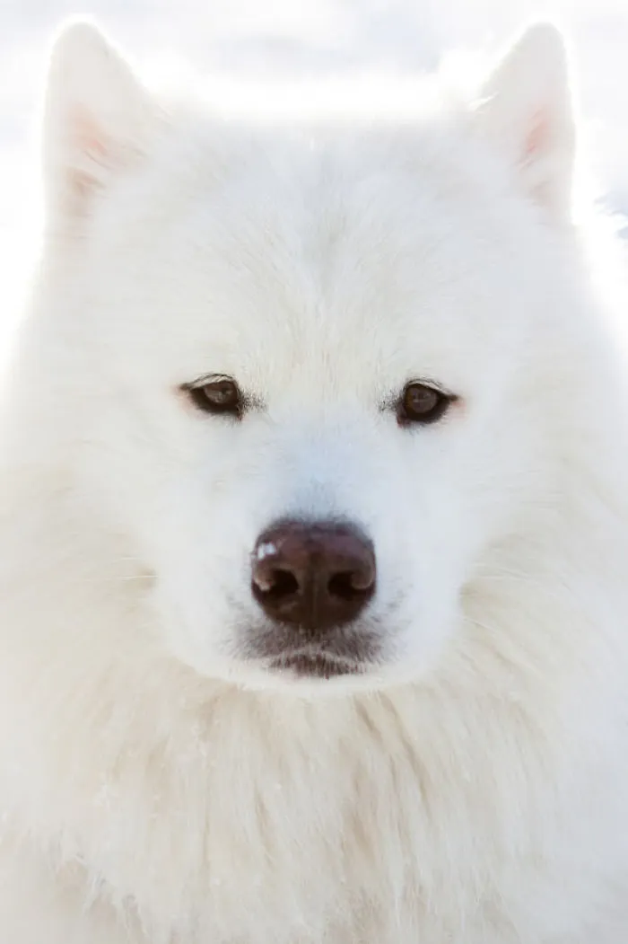 Passport Photo