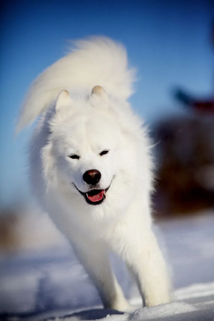 White On White