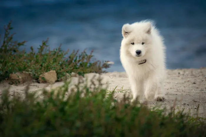 Samoyed