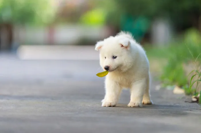 Puppy Samoyed Boy