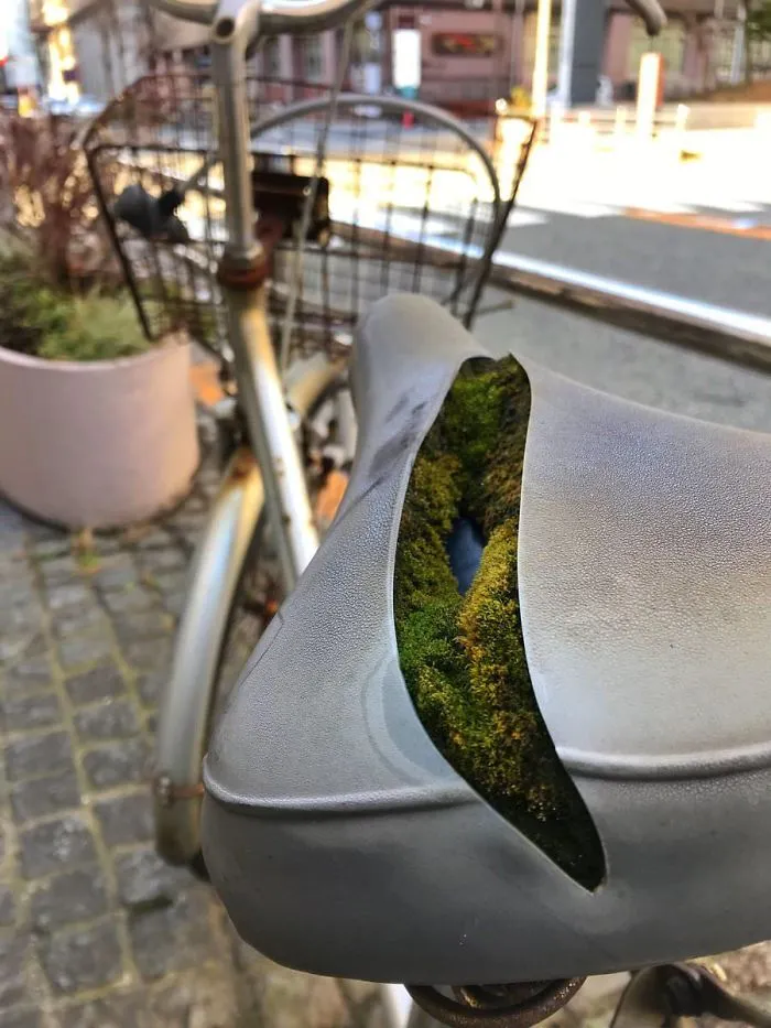 Colonia de musgo invadiendo el sillín de una bici