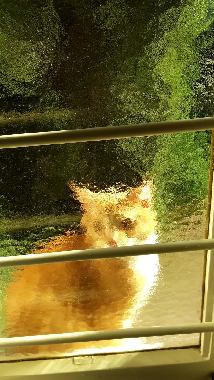 This Cat Looks Pretty Cool Through The Glass Of One Of Our Windows Like Some Sorta Painting