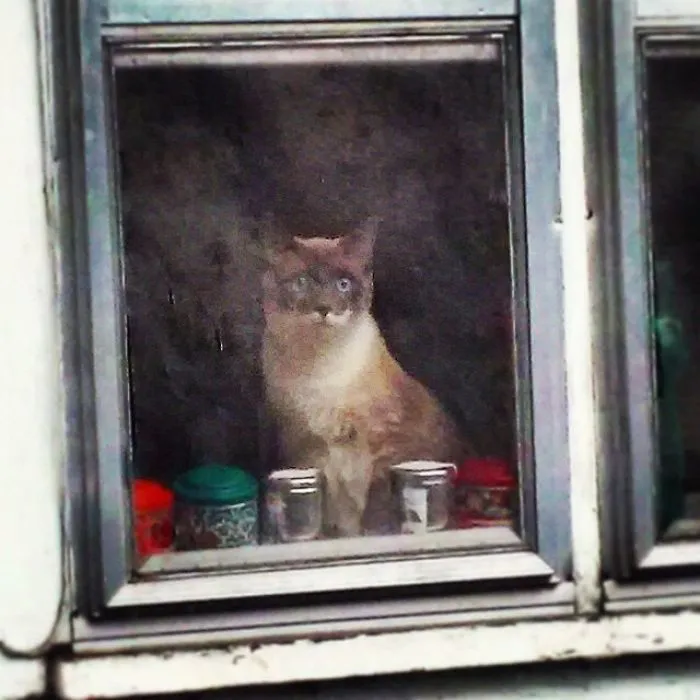 Foto de un gato con una cámara cutre a través de una ventana sucia: parece un cuadro