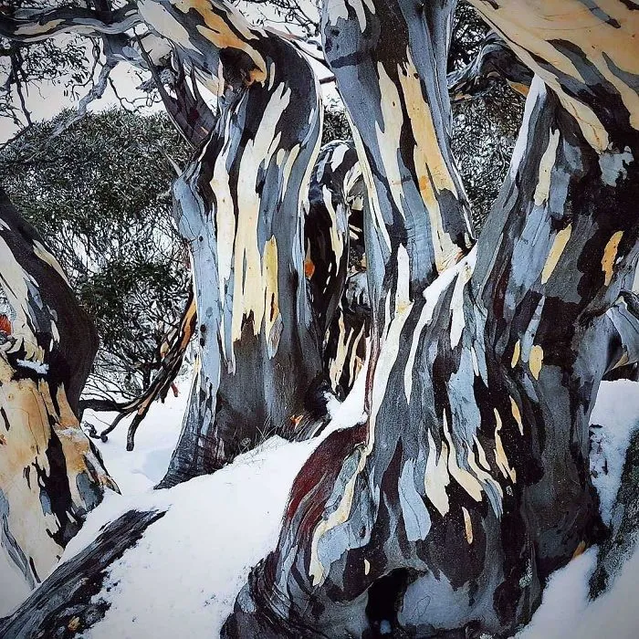 La corteza del eucalipto de nieve parece un cuadro