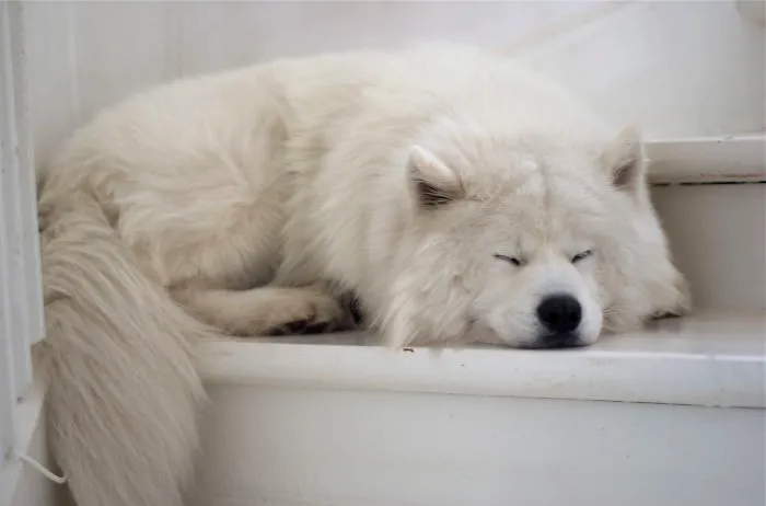 Zack Well Asleep On The Stairs