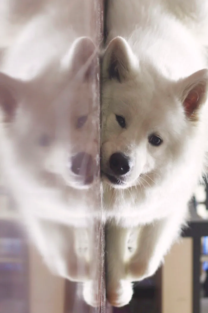 Mirrored Doggo