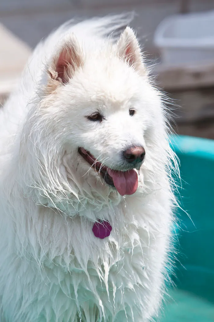 Wet Yet Majestic