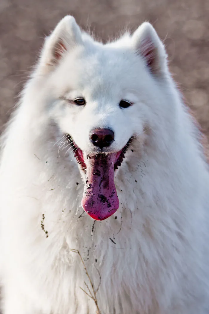 I Ate Some Dirt Pa