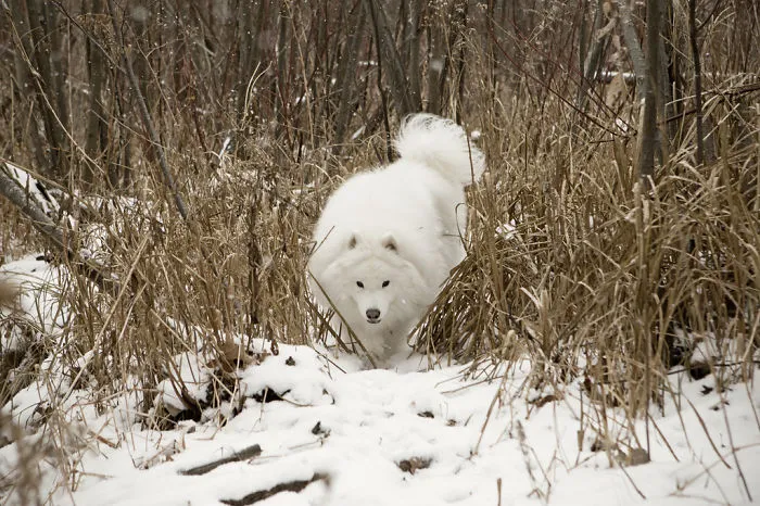 Stalking