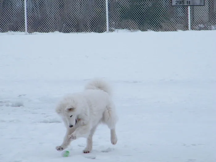 Cici And Her Ball