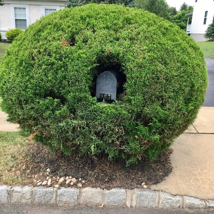 This Mailbox In A Shrub