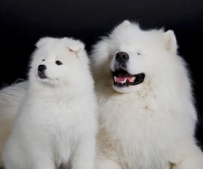 Samoyed Dogs