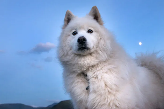 On Guard!
