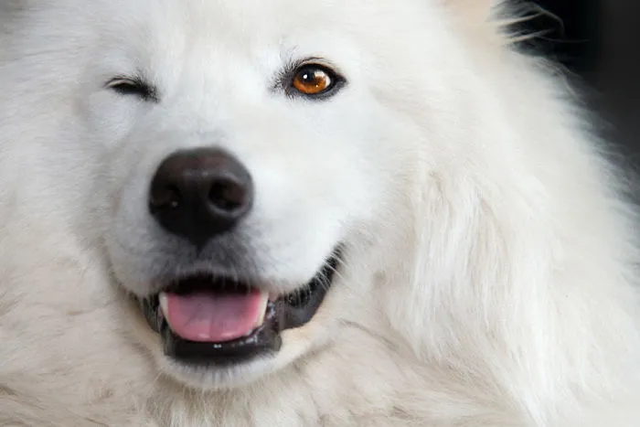 Wink