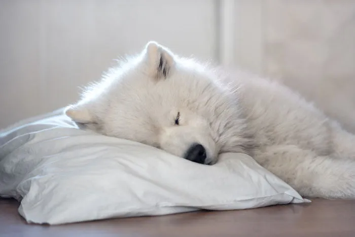 Sweet Dreams