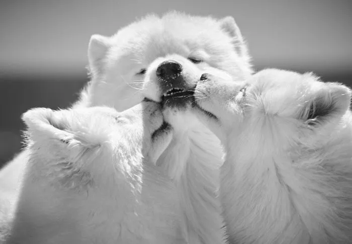 Samoyed