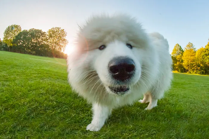 Samoyed