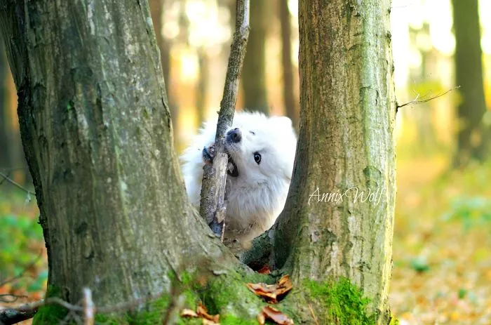 Samoyed