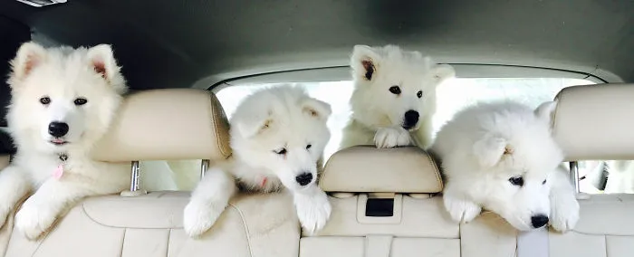 Samoyed Puppies