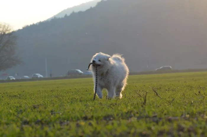 Samoyed