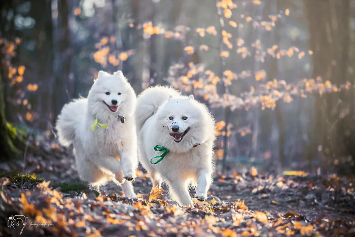Smile From Ear To Ear