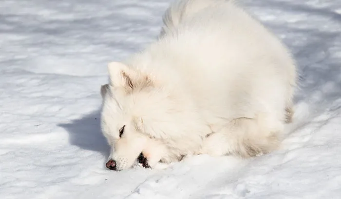 Help The Spring! Eat The Snow!
