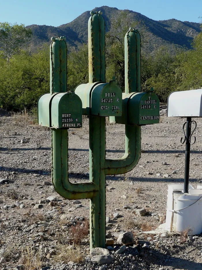 Cactus